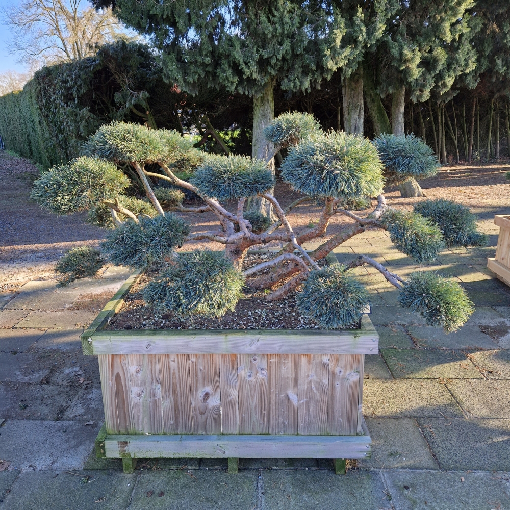 Picture of Pinus sylvestris Repens 120-X-120 BONSAI-175-200