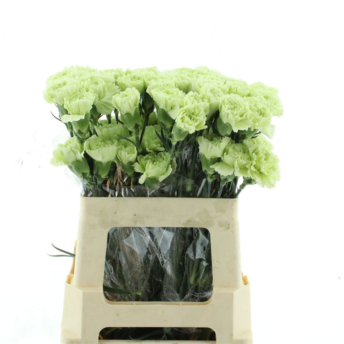 Dianthus St Green Shot 60cm