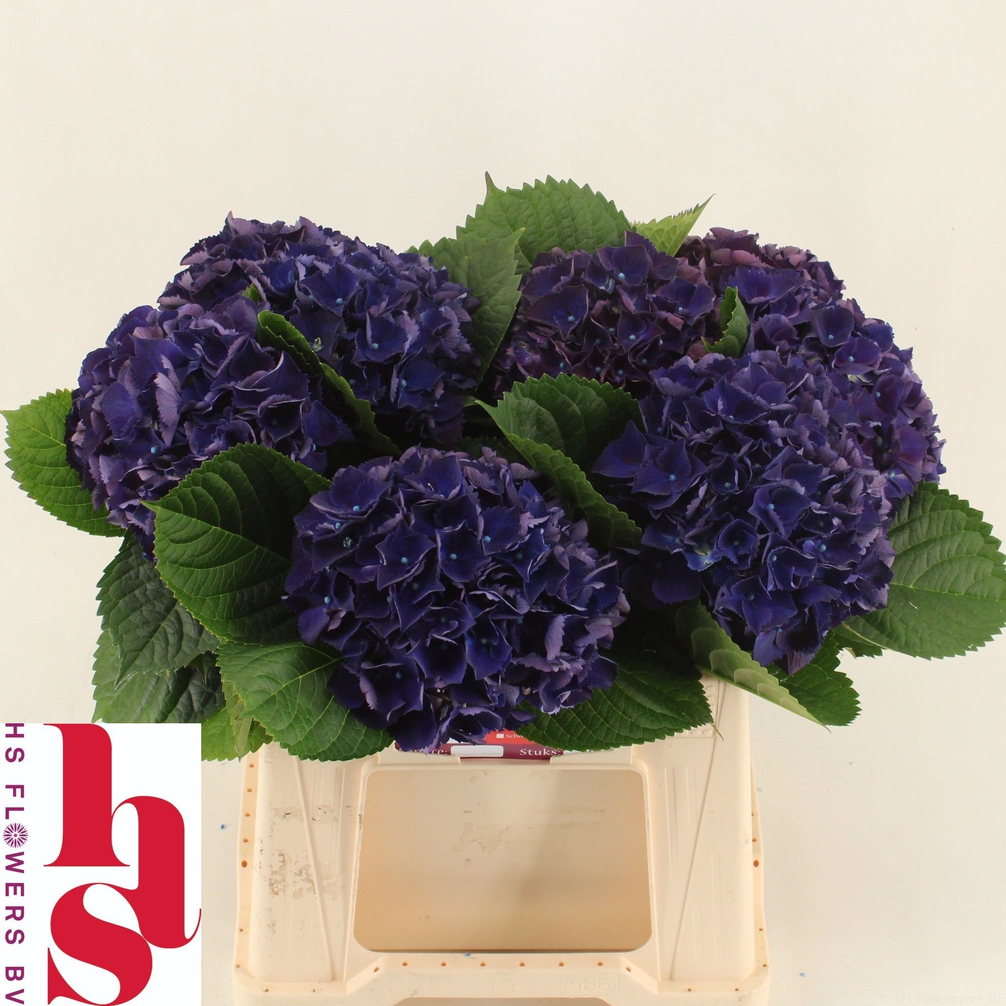 Hydrangea Royal King 40cm 14Ø