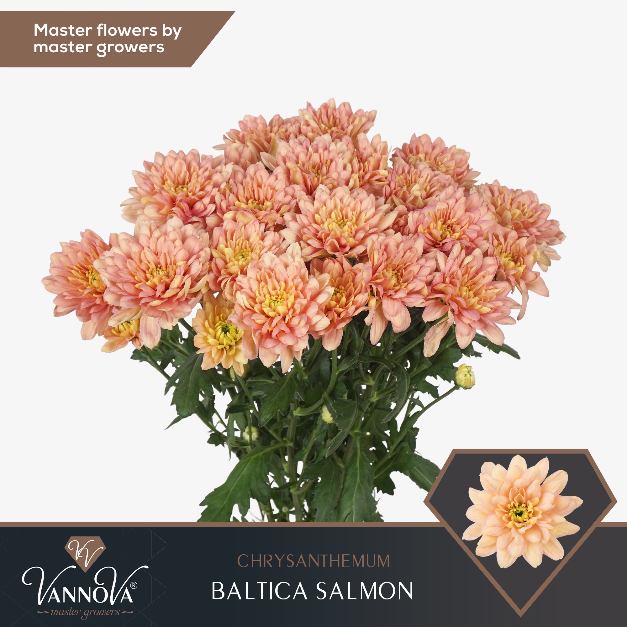 Chrys Spray Baltica Salmon 80gram