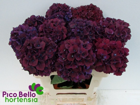Hydrangea Ruby Red Purple 60cm 16Ø