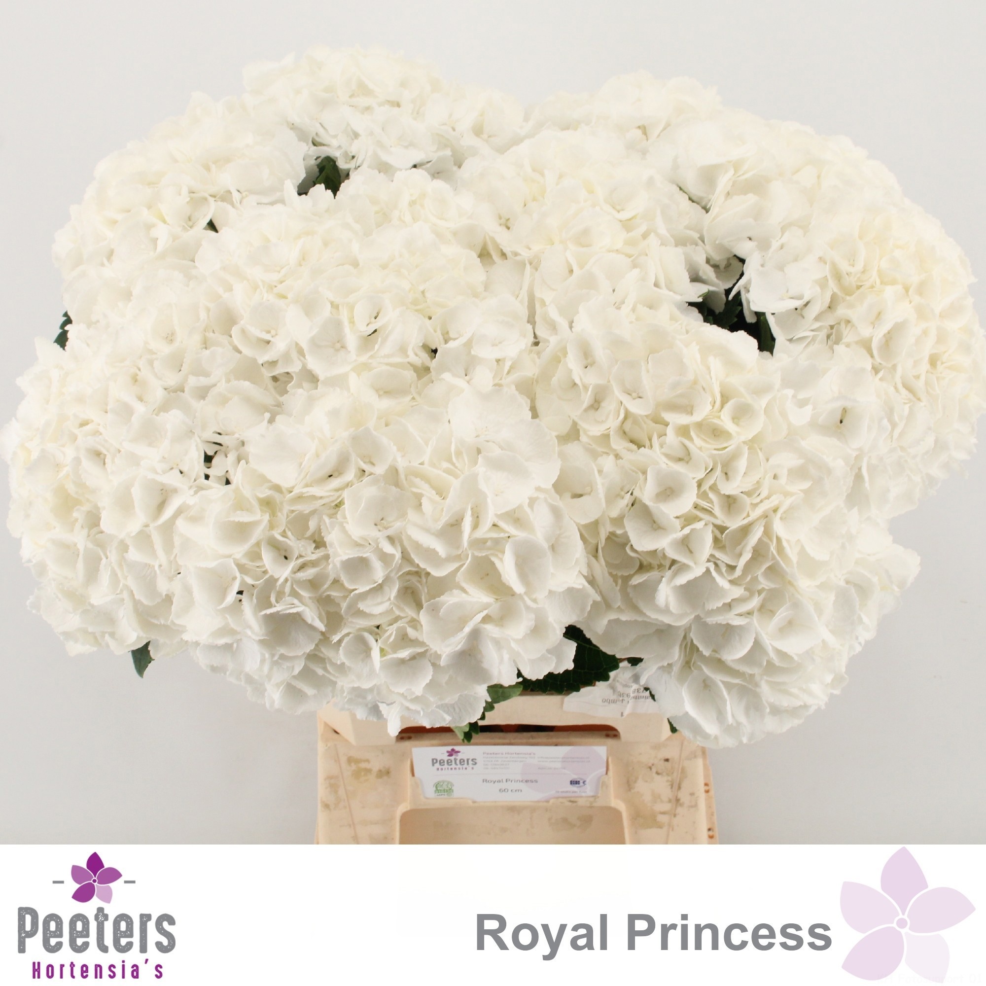 Hydr M Royal Princes