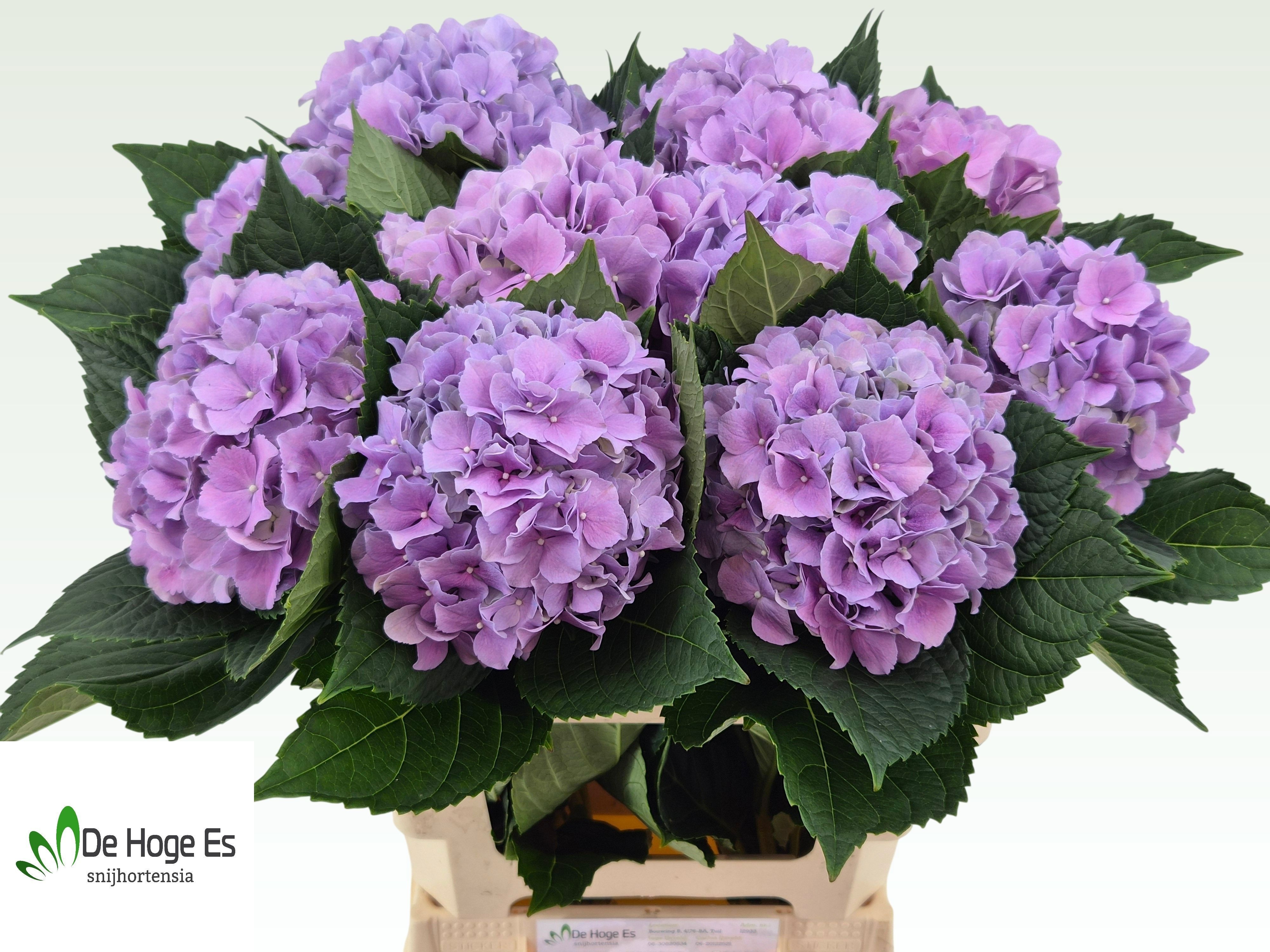 Hydr M Royal Benefit 60cm 16Ø