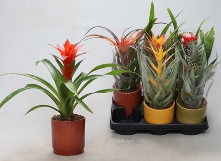 Bromelia Gem 12P 40H