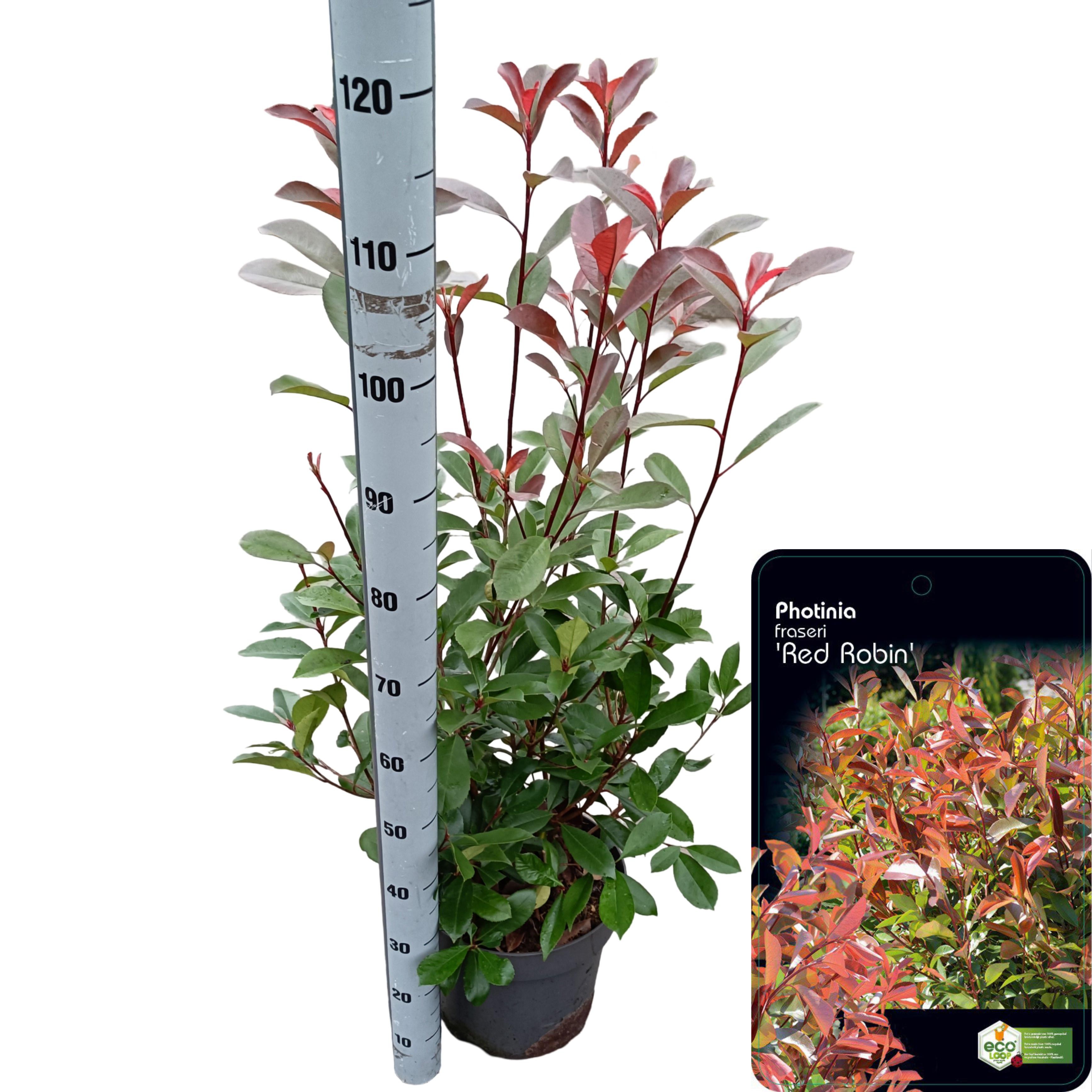 Picture of Photinia fraseri 'Red Robin' C10