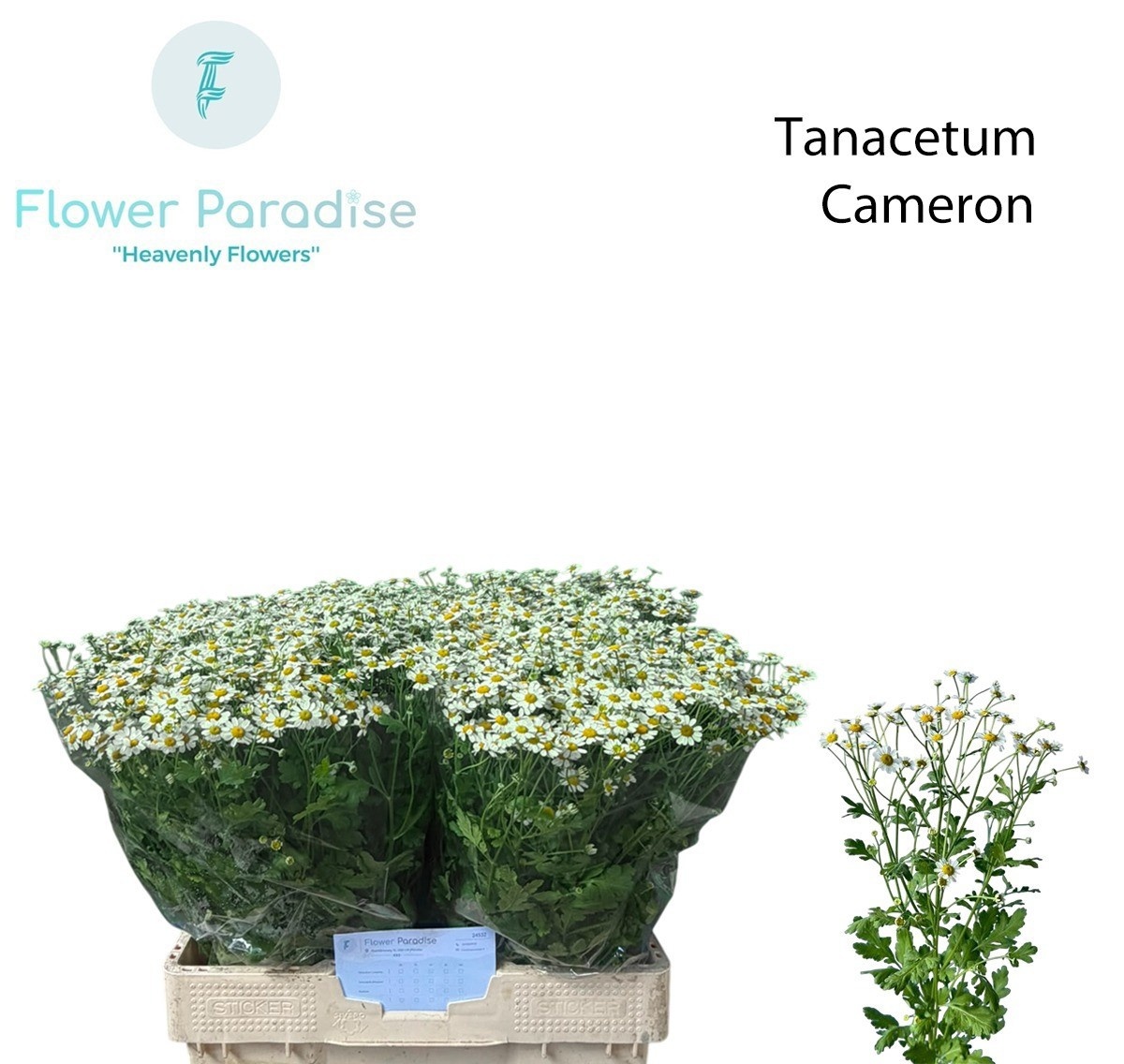 Tanacetum Cameron 60cm