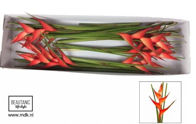 Helic Tropical