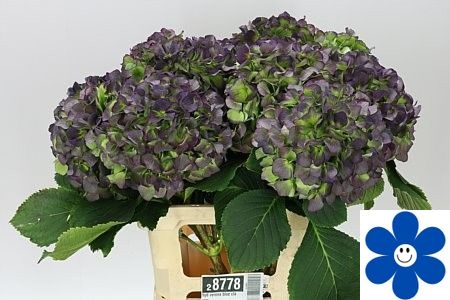 Hydrangea Verena Classic Blue 60cm 18Ø