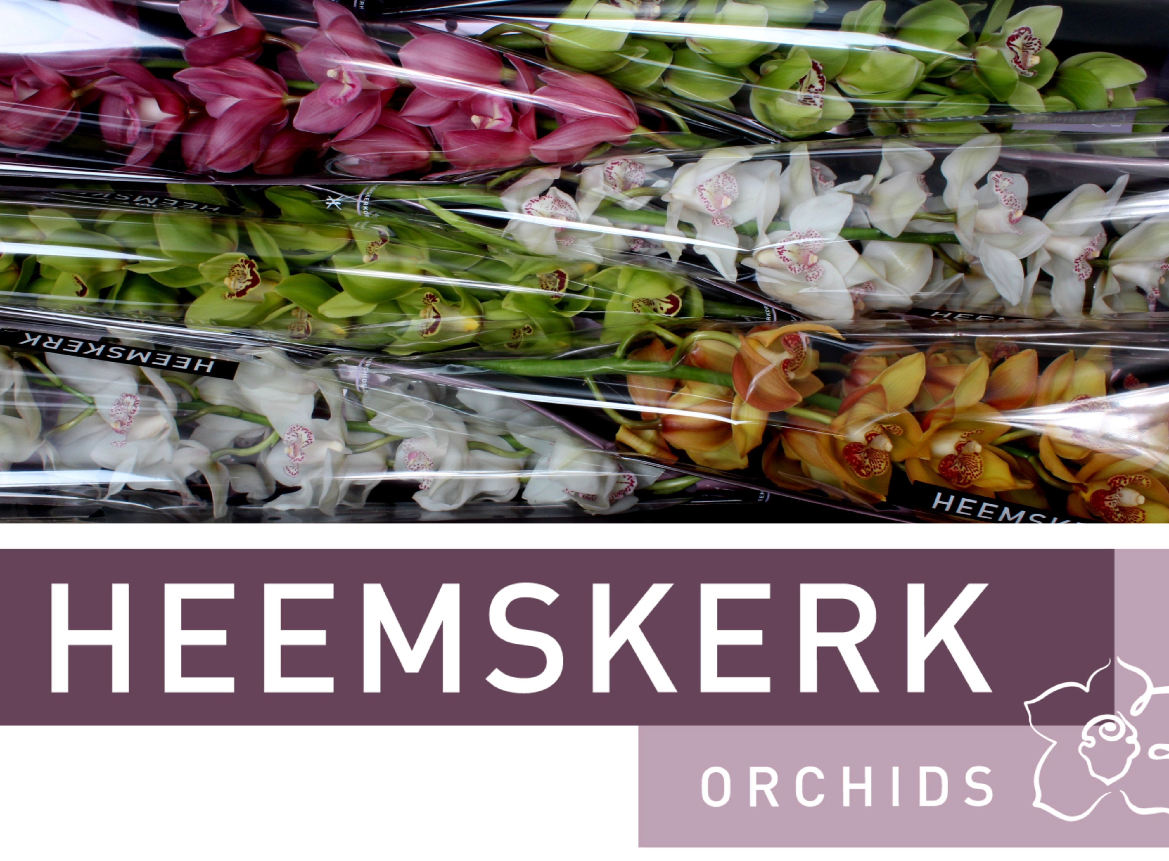 Cymbidium Asst 13bl