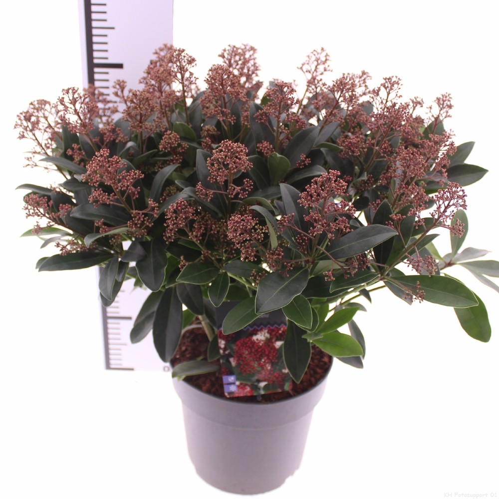 Picture of Skimmia jap. 'Rubella'