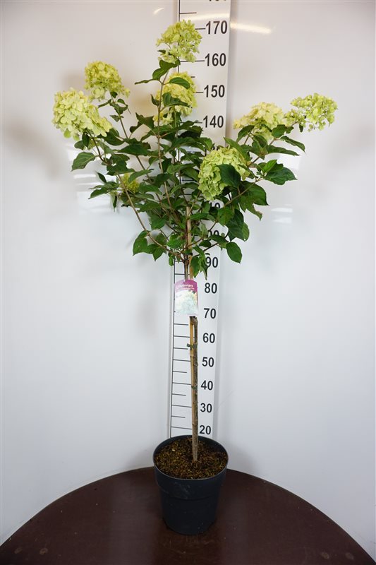 Picture of Hydrangea pan. Limelight P29 (10 Ltr) 80/STD (LOOSE)