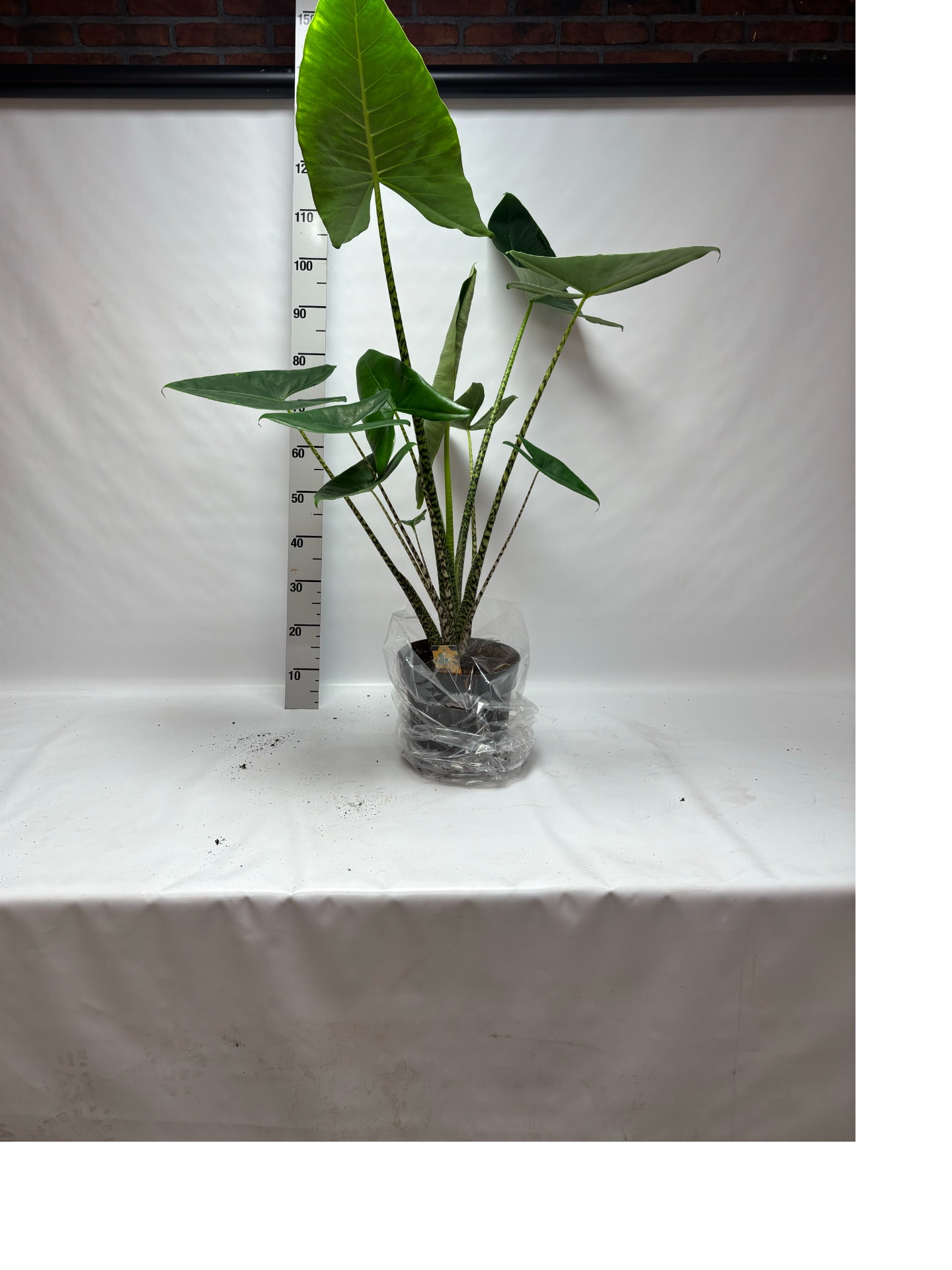 Aloc Zebrina 24Ø 135cm