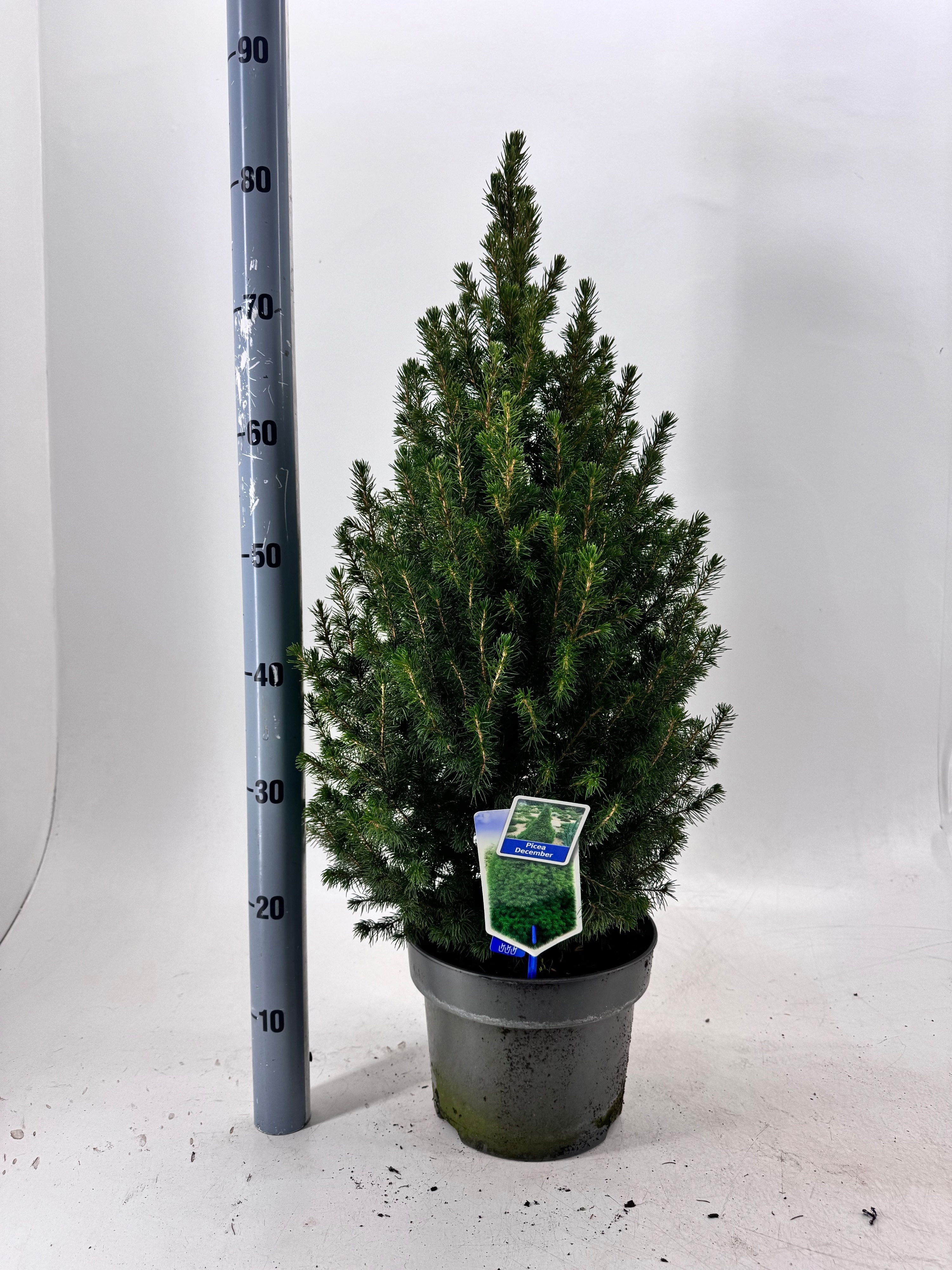 Picea Gl December 23Ø 85cm