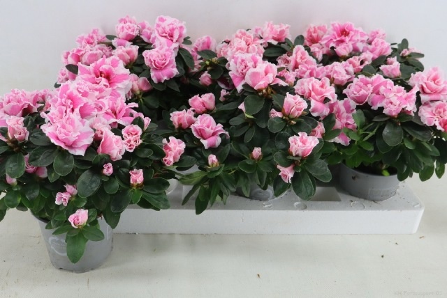 Rhodo Si Inga 13P 35H 30Ø Cm 34bloei