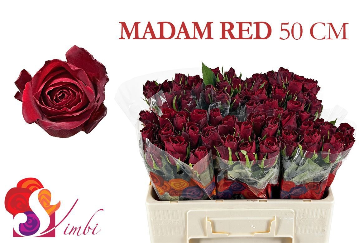 R Gr Madam Red