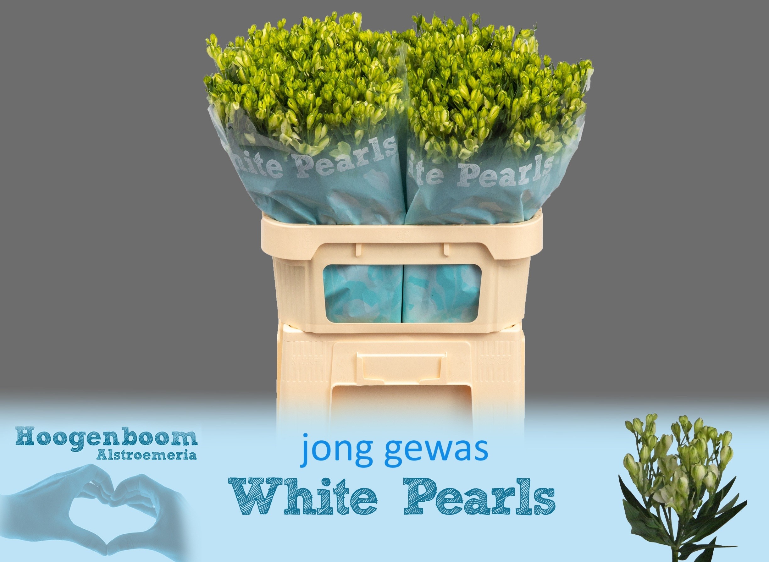 Alstr Fl Whi Pearls