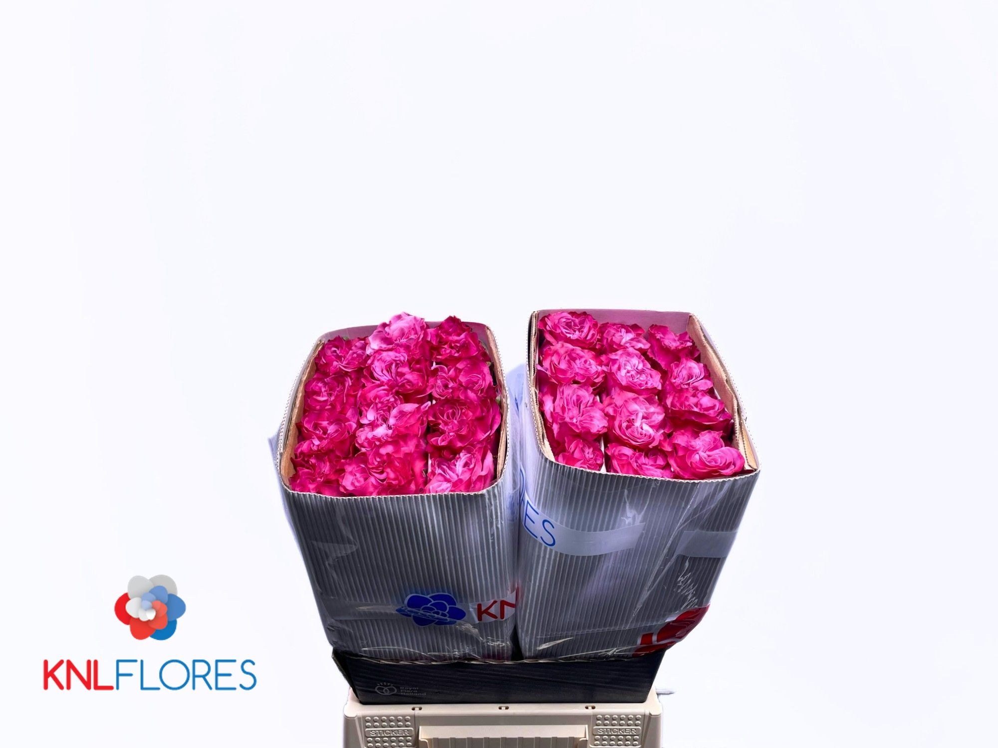 Rosa Country Blues 40cm