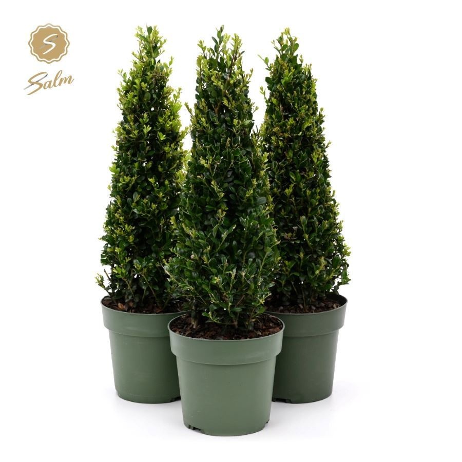 Ilex Crenata Jenny