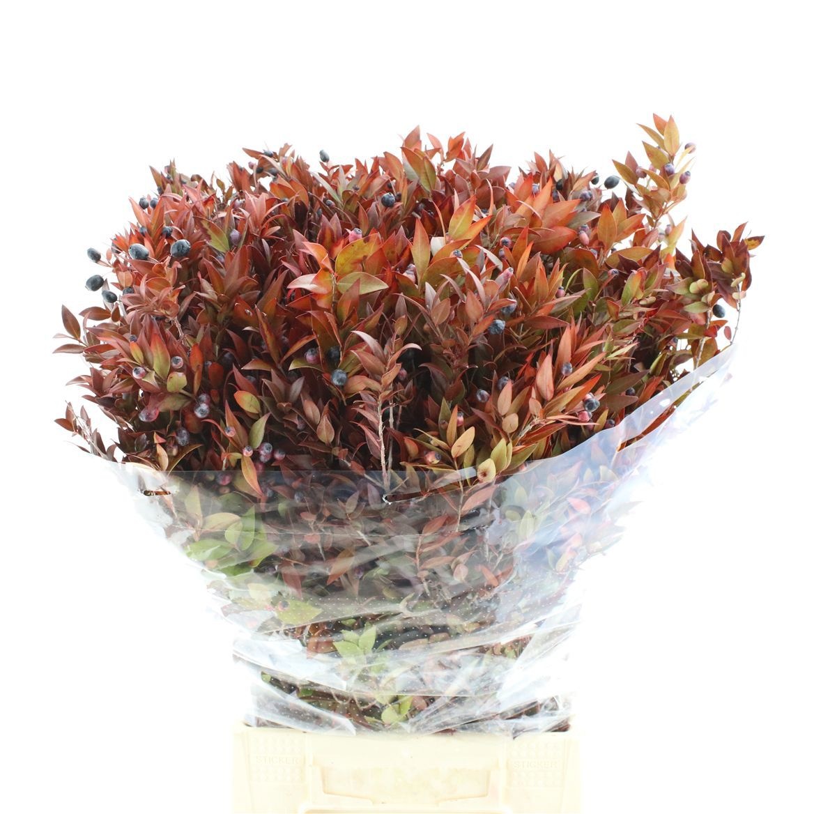 Myrtus Communis Pb 50cm 400gram
