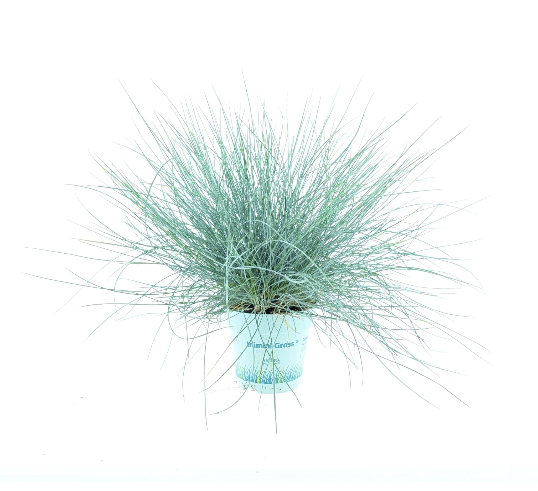 Picture of Festuca glauca CompactA Blue®