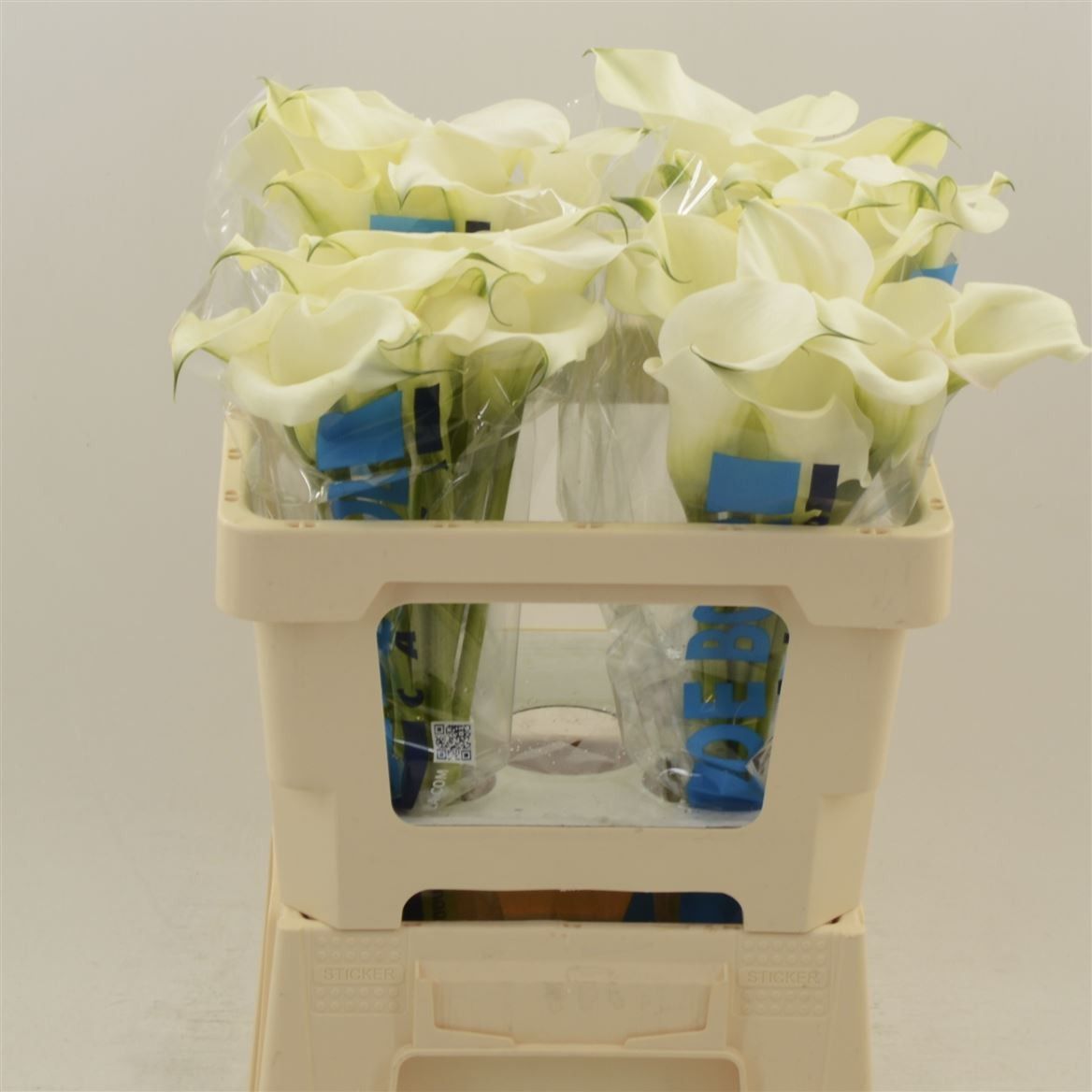 Calla Capt Ventura 55cm