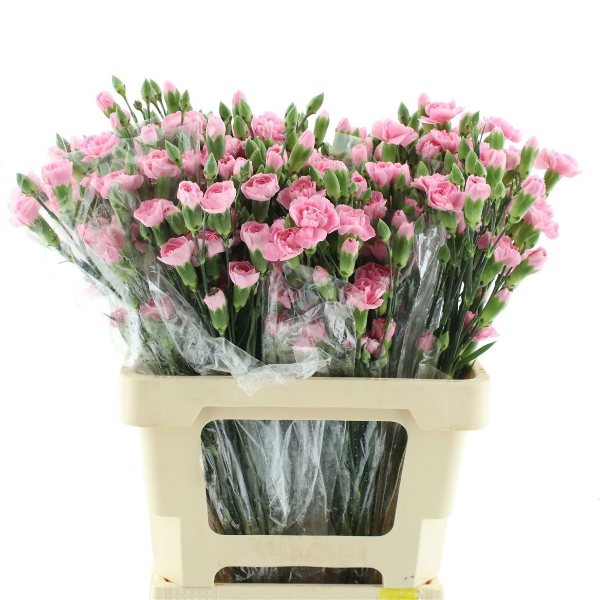 Di Tr Pink Amelie 60cm