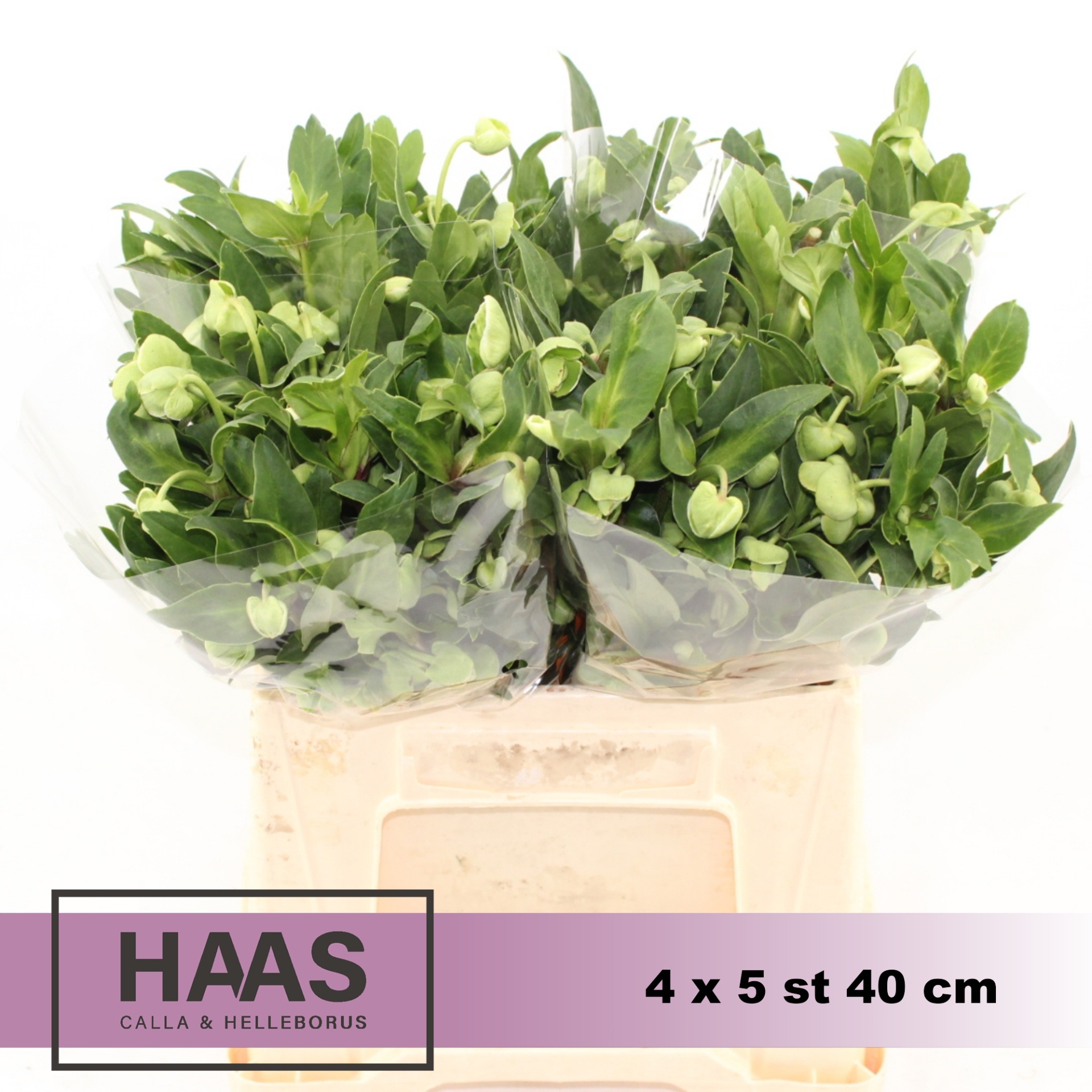 Helleborus Winterbells 40cm