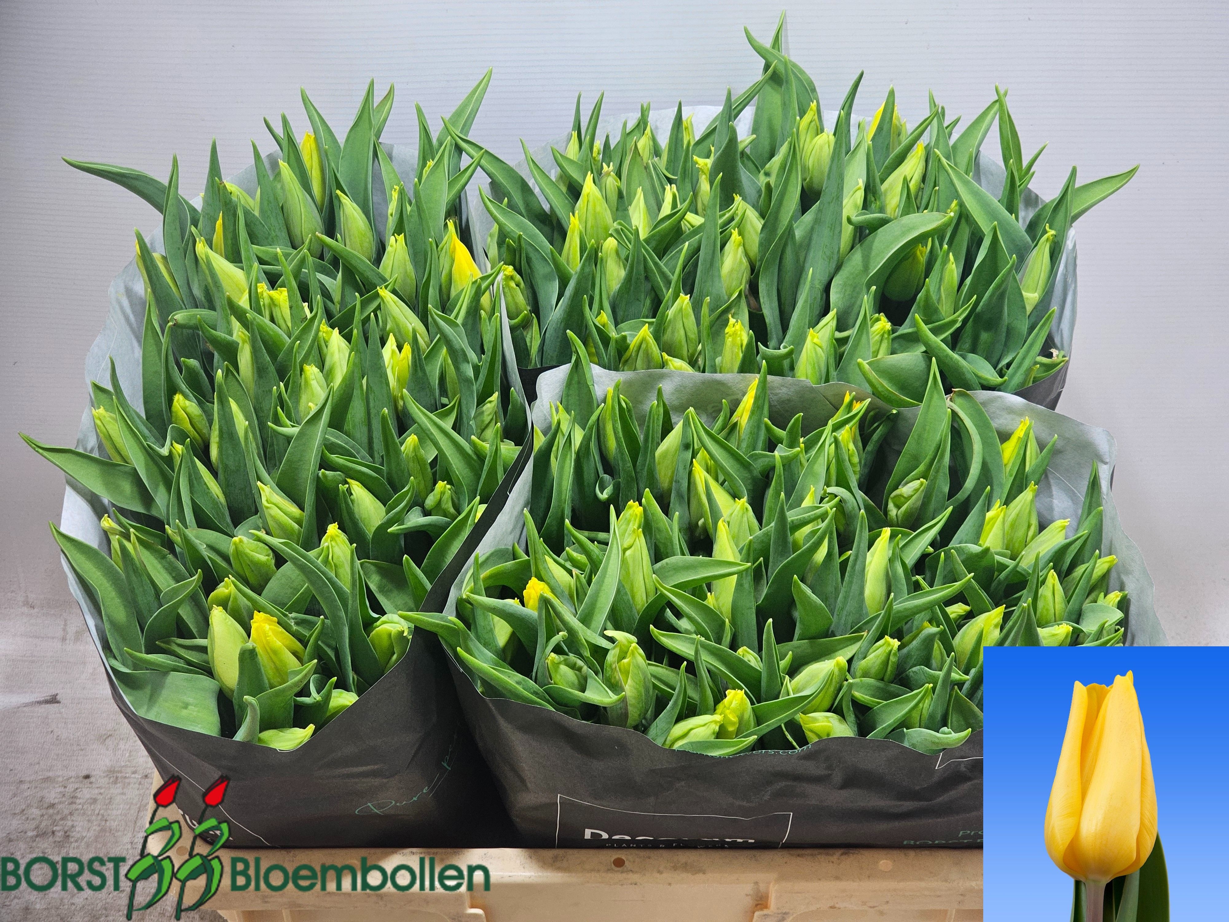 Tulipa Strong Gold 42cm 36gram