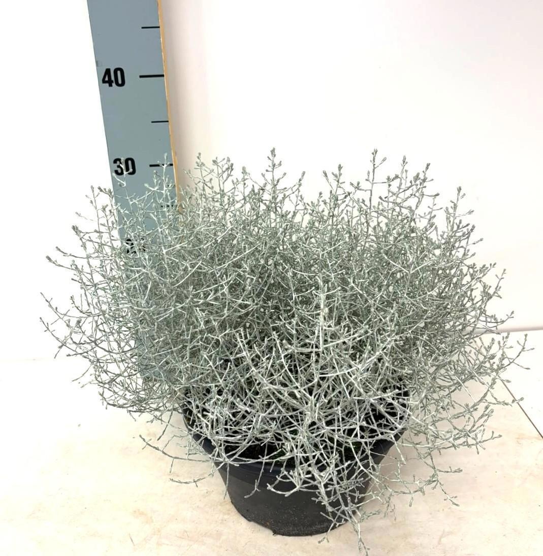 Leucoph Silvercalos 23P 35H