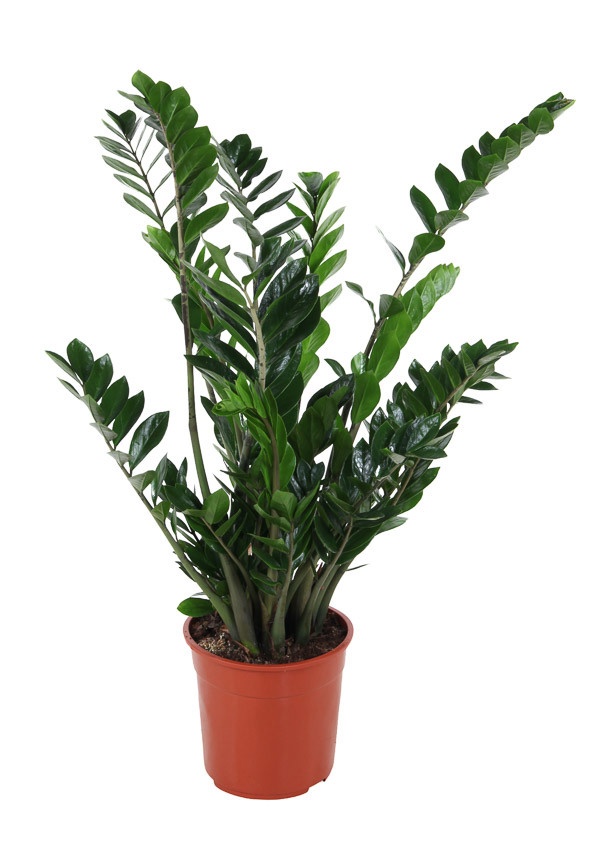 Zamioculcas zamiifolia