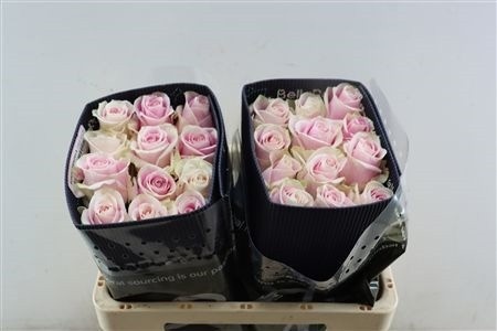 Rosa Rosita Vendela 50cm