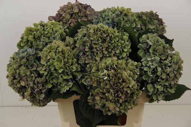 Hydrangea Hilde Moor Classic 60cm 20Ø