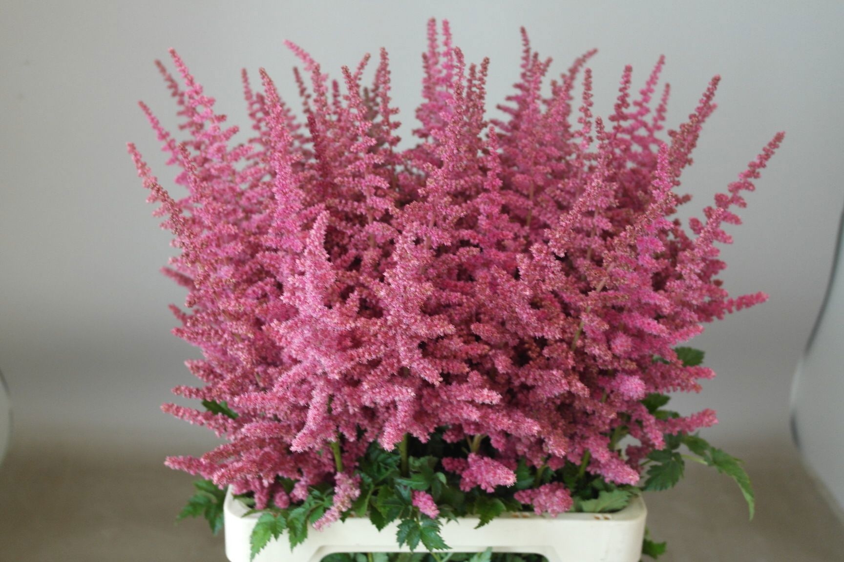 Astilbe Loud N Proud 70cm