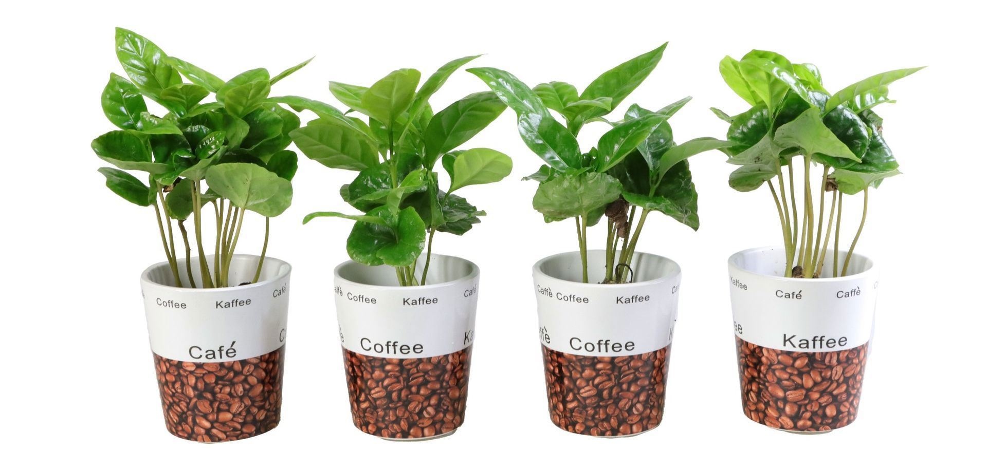 Coffea Arabica in pots with deco