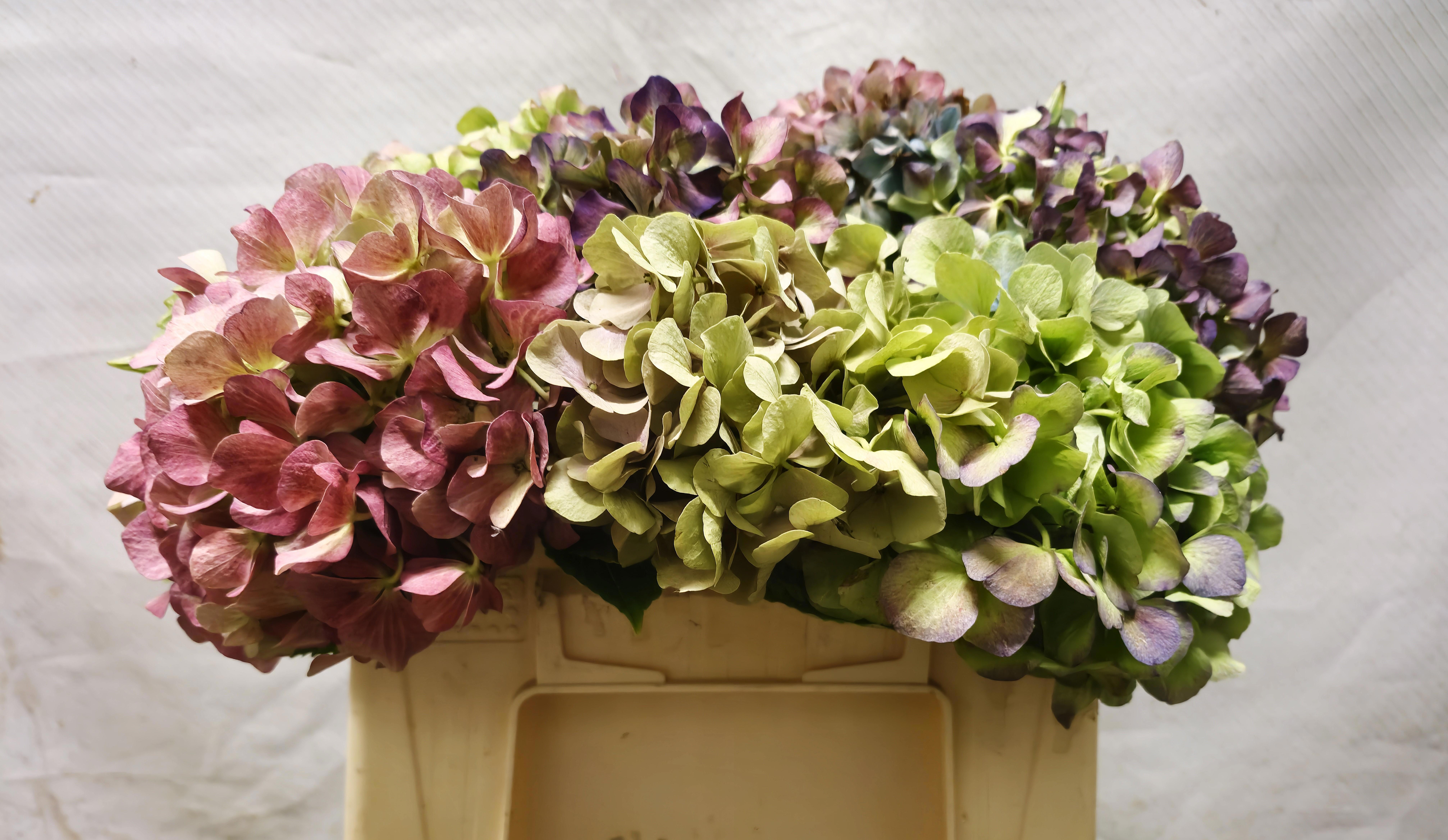 Hydrangea Bodensee Clas 30cm 14Ø