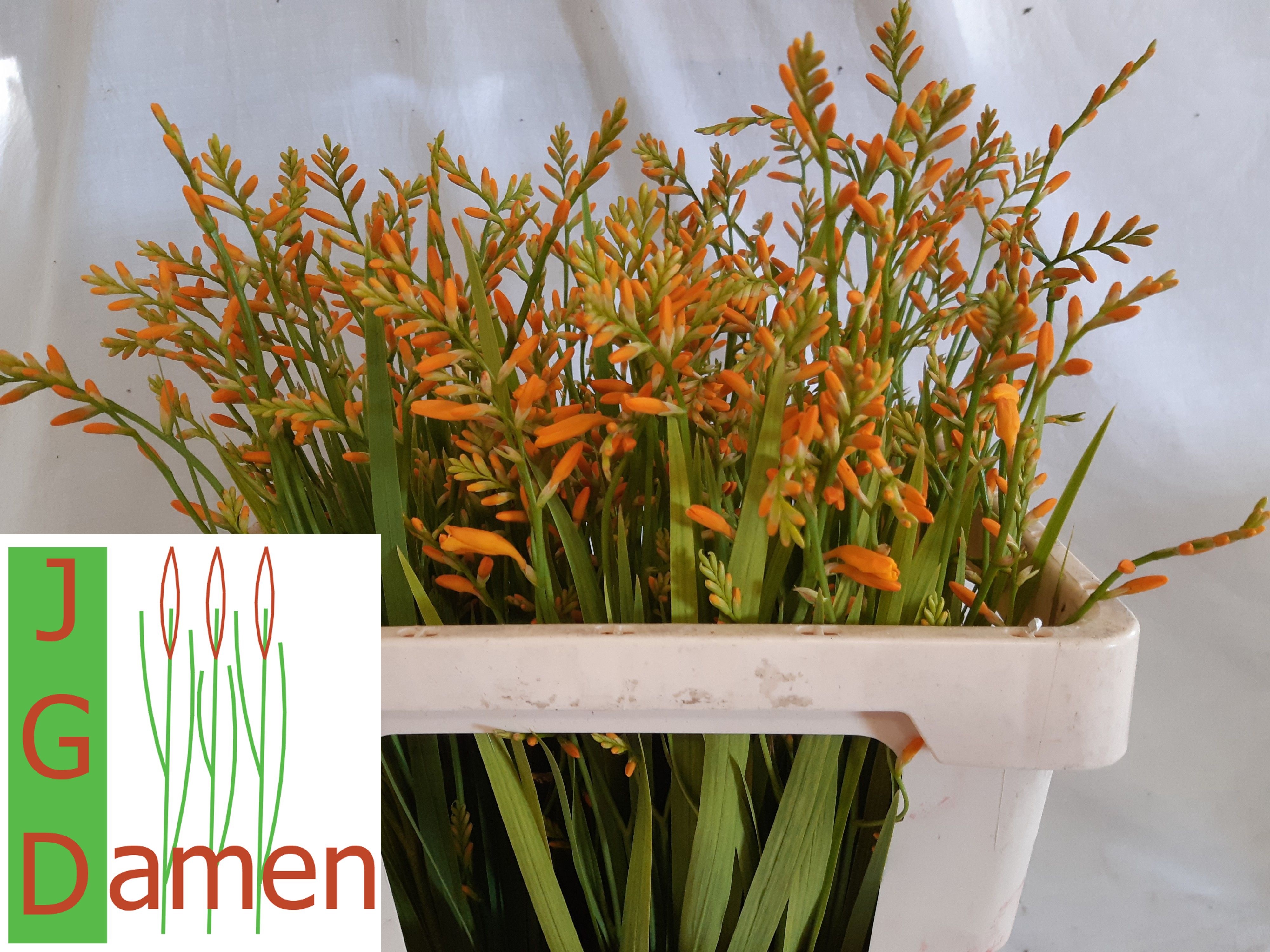 Crocosmia George Davids 50cm