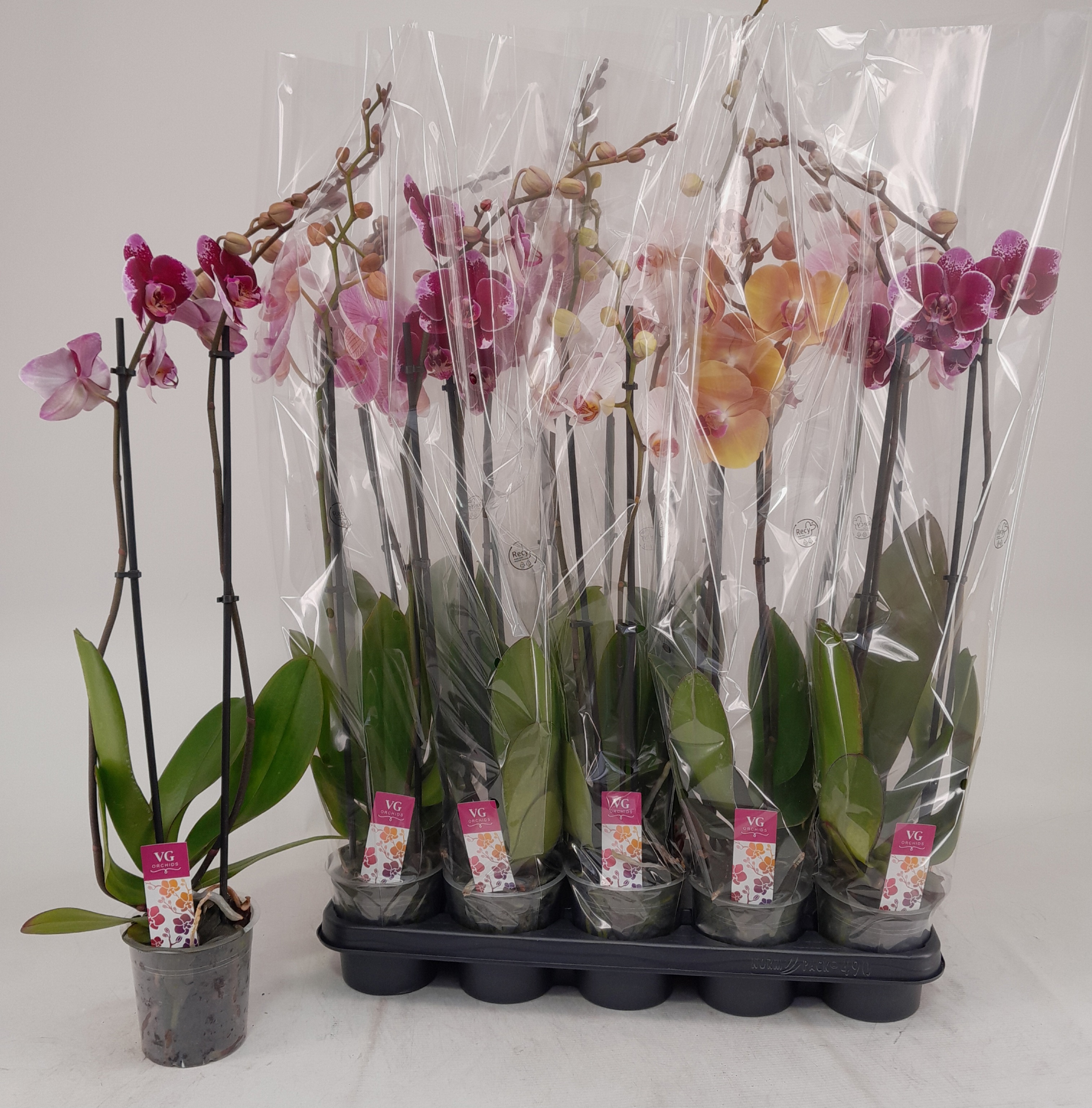 Phalaenopsis Asst 12Ø 75cm