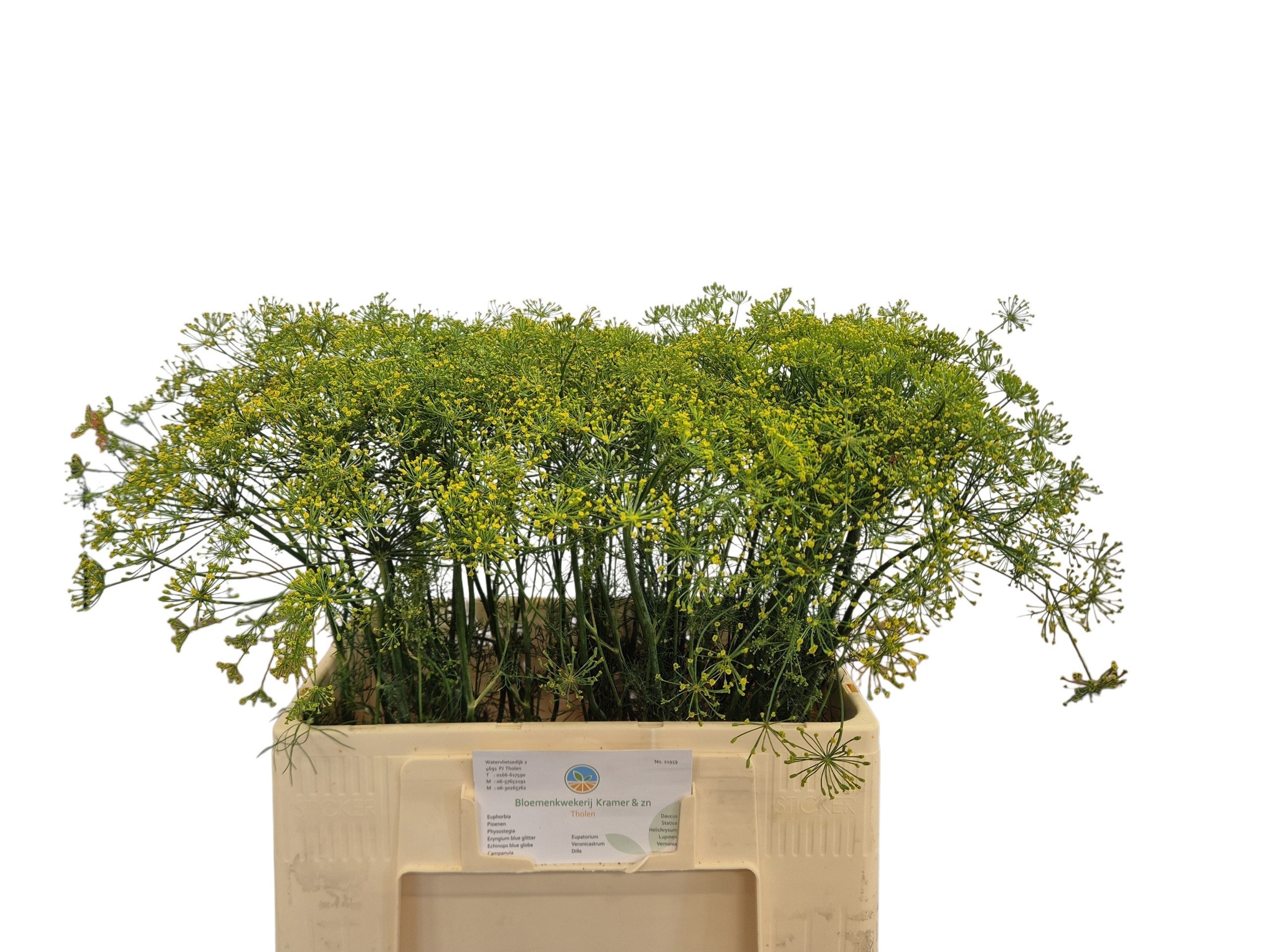 Anet Graveolens
