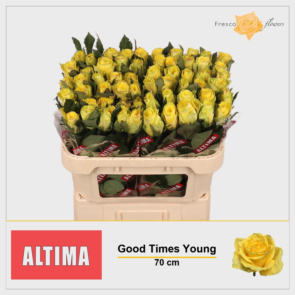 Rosa Good Times 70cm