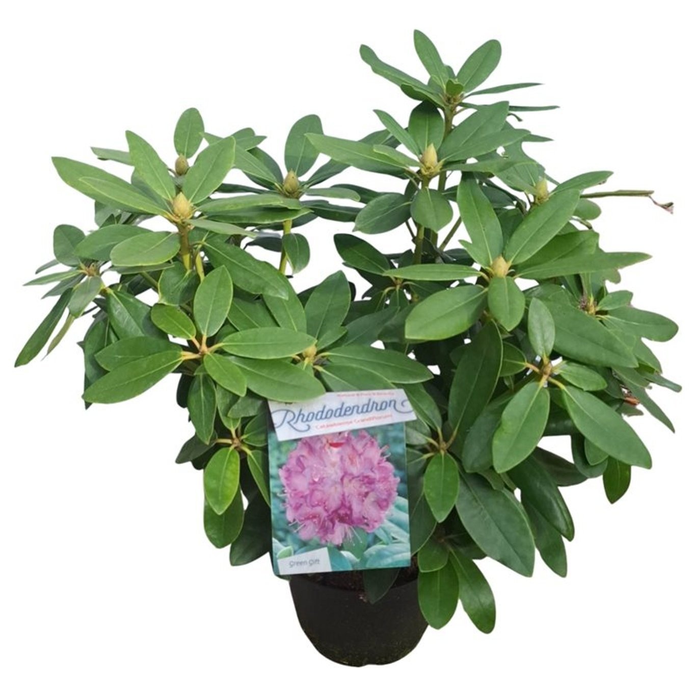 Rhododendron 'Catawb. Grandiflorum'