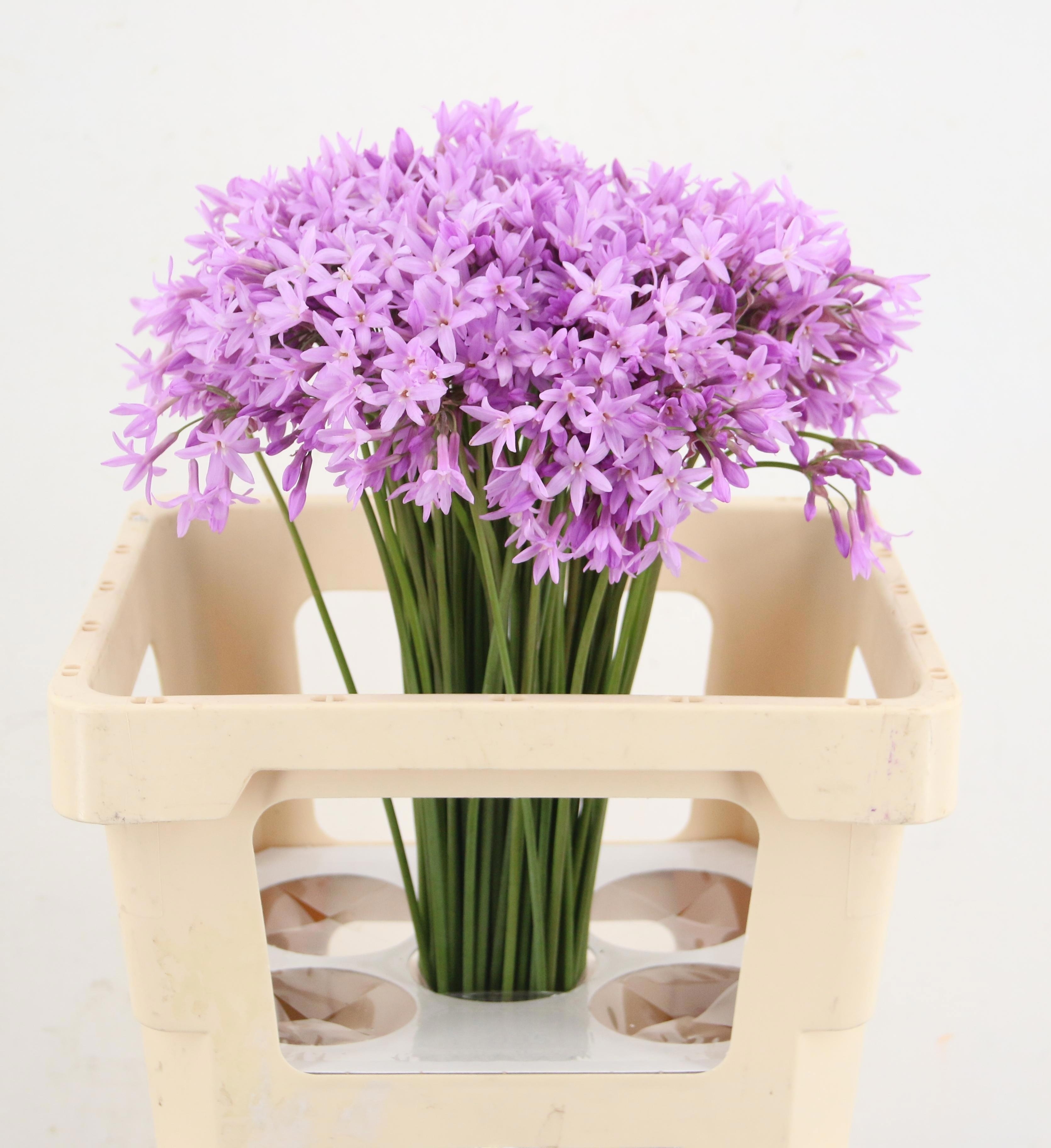 Allium Ov