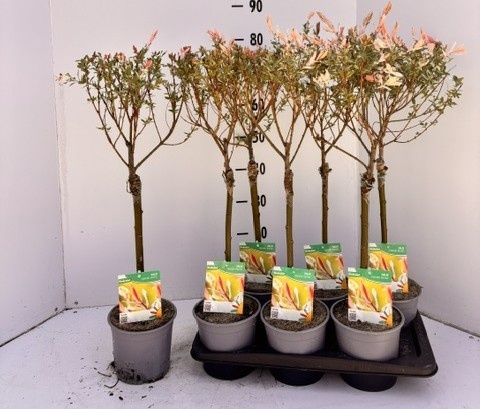 rotala bonsai emers Rotala indica (Bonsai)