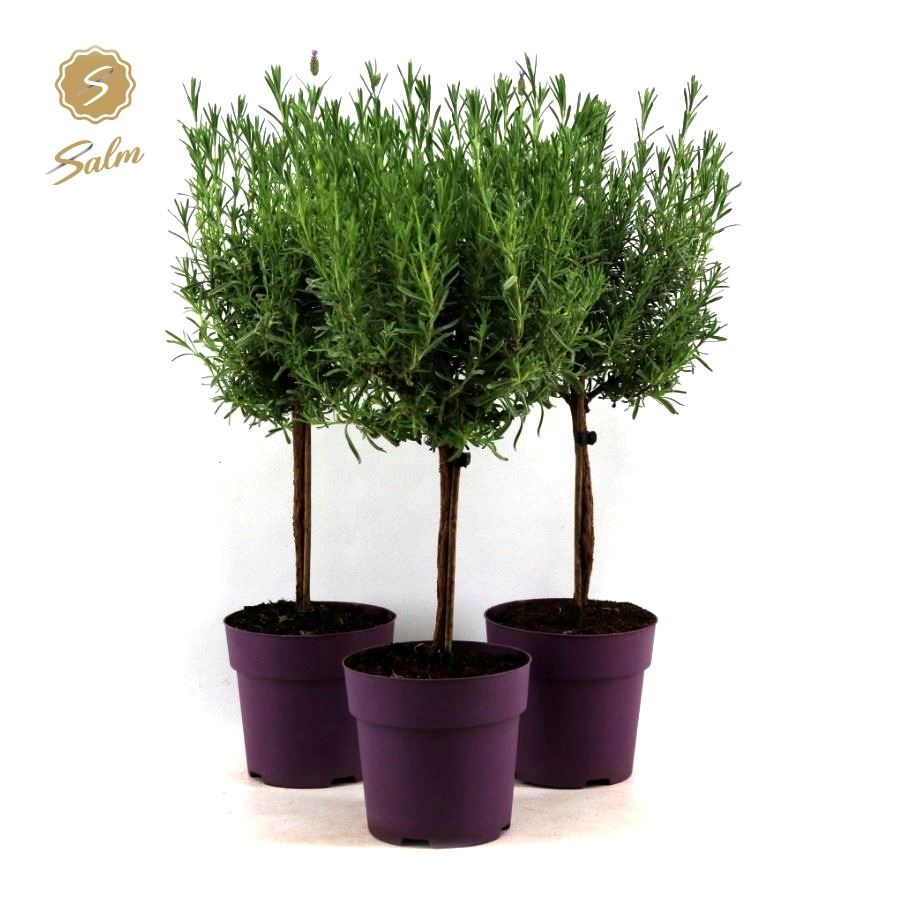 Picture of Lavandula st. 'Anouk'® Collection Stem P15