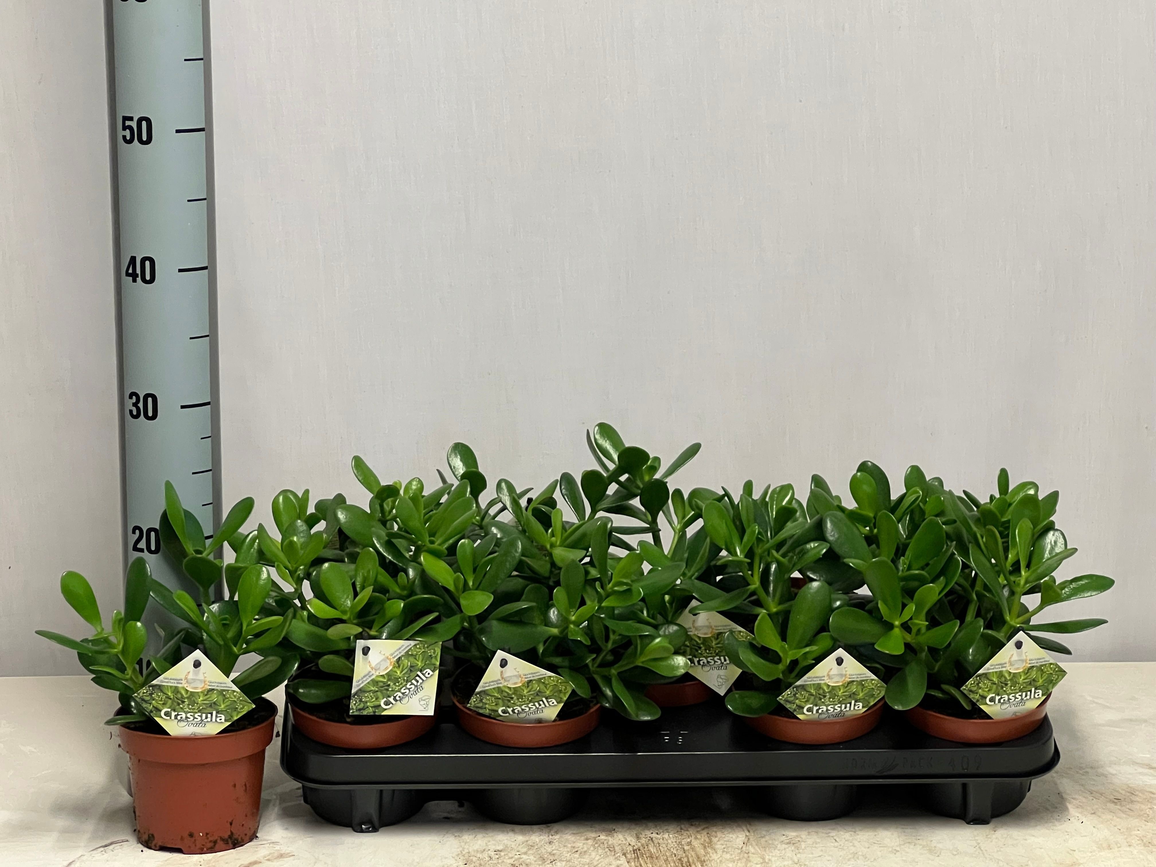 Crass Ovata 12P 25H