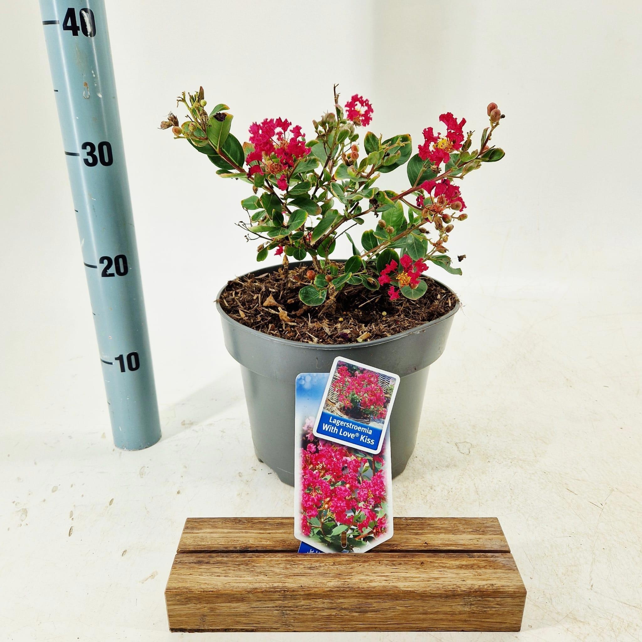Lagerstroemia indica With Love Kiss ('Milarosso') milarossopbr