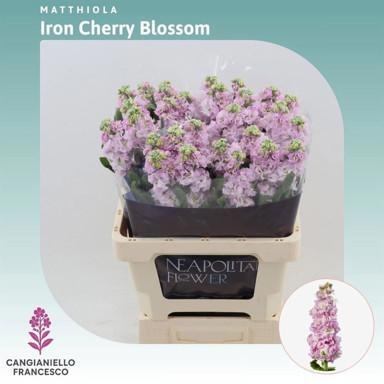Matthiola Iron Cherry Blossom 70cm