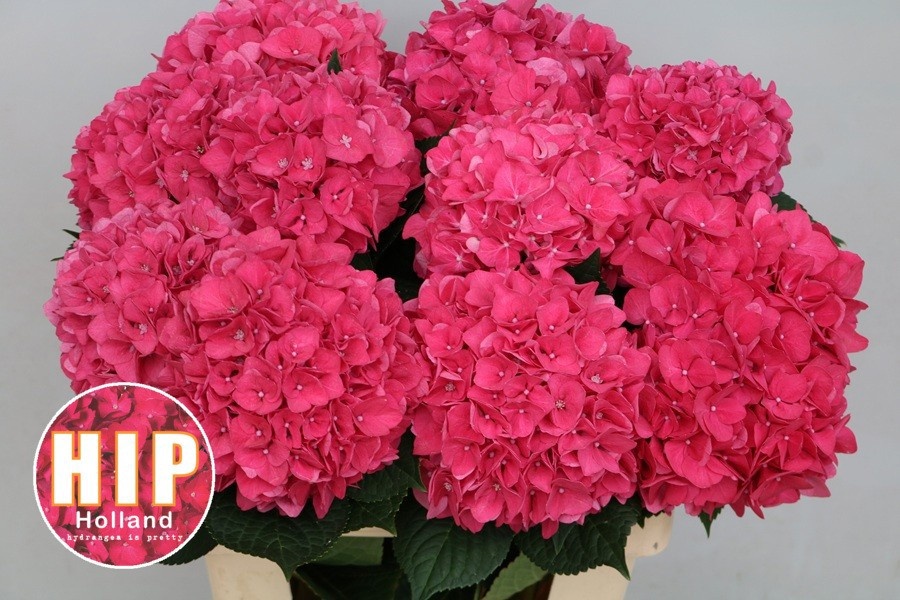 Hydrangea Rodeo Dark Pink 60cm 18Ø