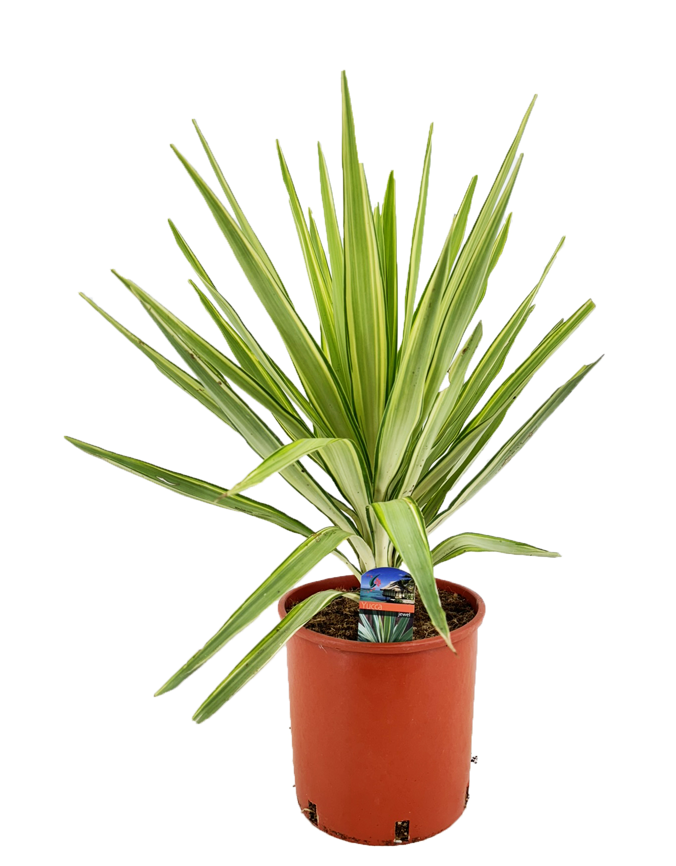 Picture of Yucca jewel P27-(9-LTR)