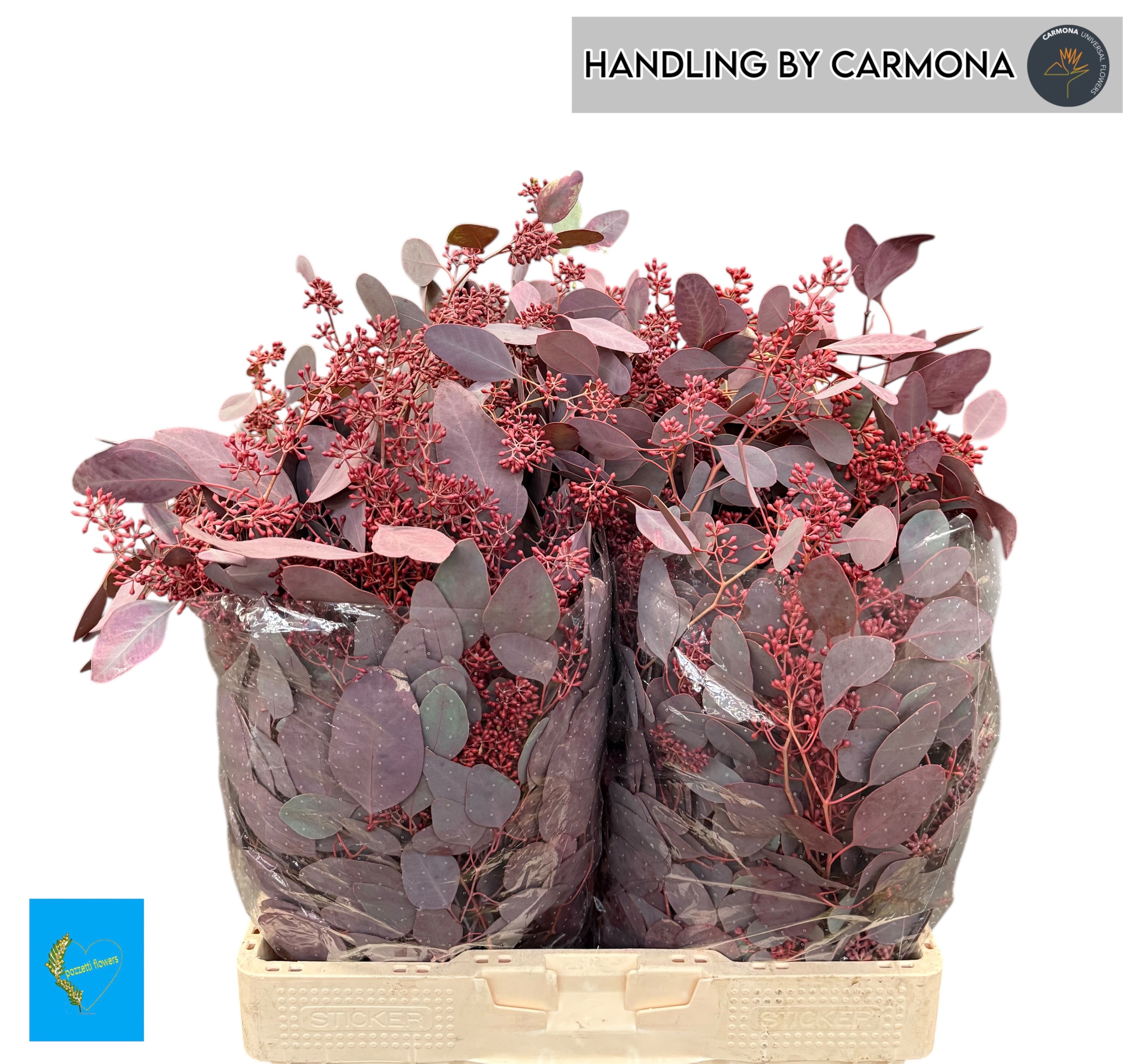 Eucalyptus polyanthemos (Obst) gefrbt pro Bund H% EUC PO FRU KLB BS H% |  OZ Planten