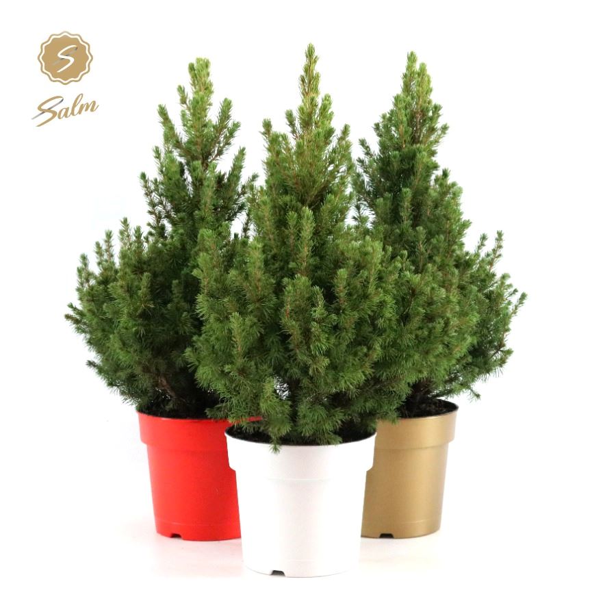 Picture of Picea gl. 'December'® P19 40/50 in Pot Colour